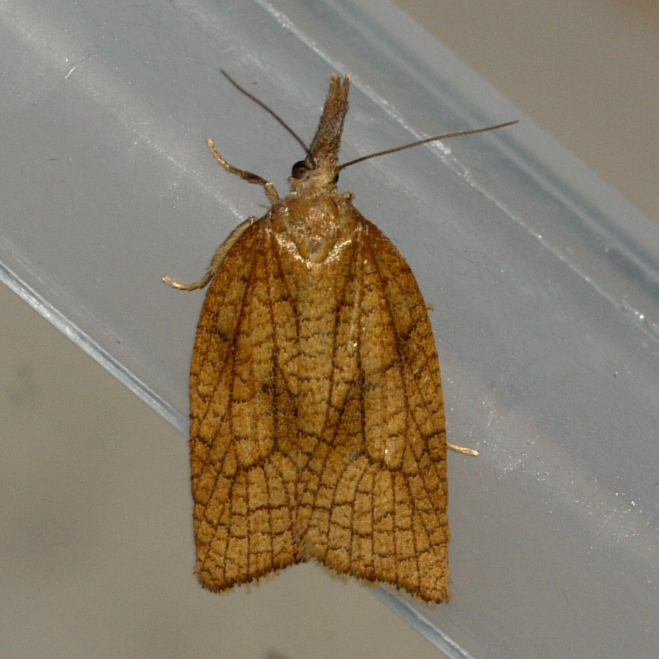 Mosaic Sparganothis Moth