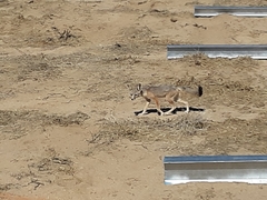 Vulpes macrotis macrotis