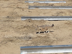 Vulpes macrotis macrotis