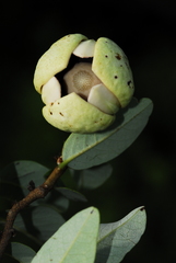 Annona nutans