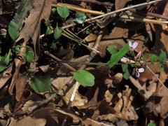 Cardamine douglassii