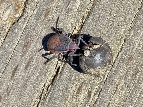 iNaturalist observation photo of Red-shouldered Bug