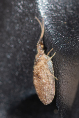 Sympherobius barberi