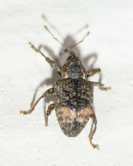 Conotrachelus elegans