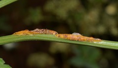 Puccinia smyrnii