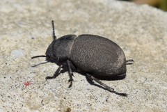 Phymatiotris quadricollis