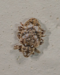 Conotrachelus recessus