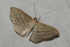 Scopula oppilata