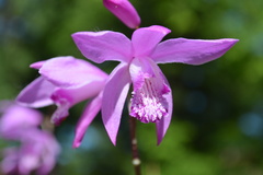 Bletilla