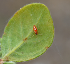 Chrysso albomaculata