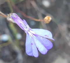 Lobelia chamaepitys