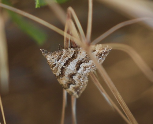 iNaturalist observation photo of Perizoma epictata