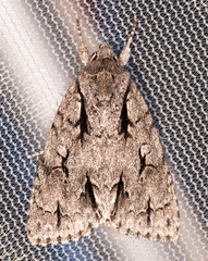 Acronicta lobeliae