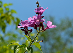 Fridericia floribunda