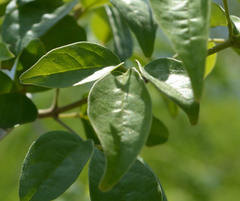 Fridericia floribunda