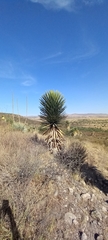 Yucca decipiens