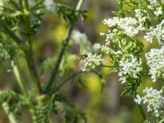 Sphaerophoria pyrrhina