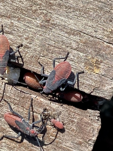 iNaturalist observation photo of Red-shouldered Bug