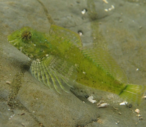 Woolly Sculpin