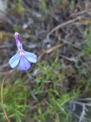Lobelia chamaepitys