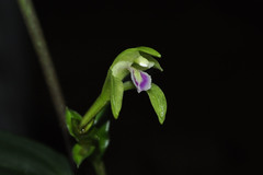 Psilochilus modestus