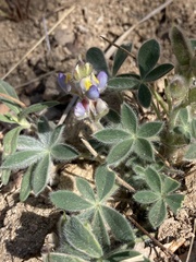 Lupinus huachucanus
