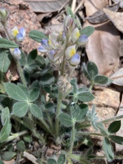 Lupinus huachucanus