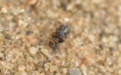 Nephus redtenbacheri