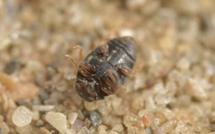 Nephus redtenbacheri