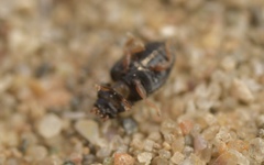 Nephus redtenbacheri