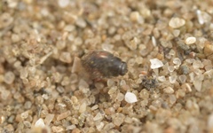 Nephus redtenbacheri
