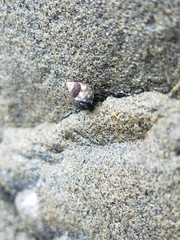 Littorina sitkana