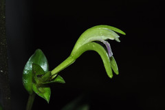 Psilochilus modestus