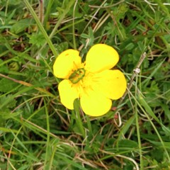 Cryptocephalus aureolus