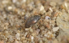 Nephus redtenbacheri