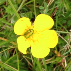 Cryptocephalus aureolus