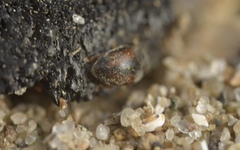 Nephus redtenbacheri