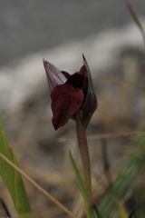 Serapias cordigera