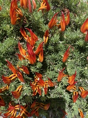 Lotus berthelotii