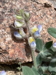 Lupinus huachucanus