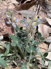 Lupinus huachucanus