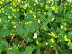 Salpichroa origanifolia