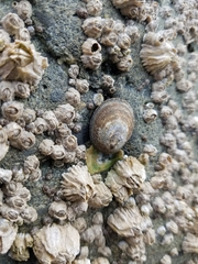 Lottia paradigitalis