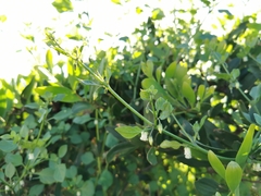 Salpichroa origanifolia