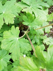 Geranium × cantabrigiense