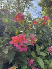 Amphilophium buccinatorium