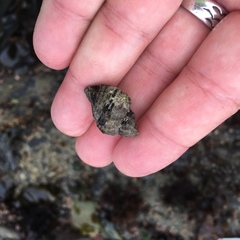 Paciocinebrina circumtexta