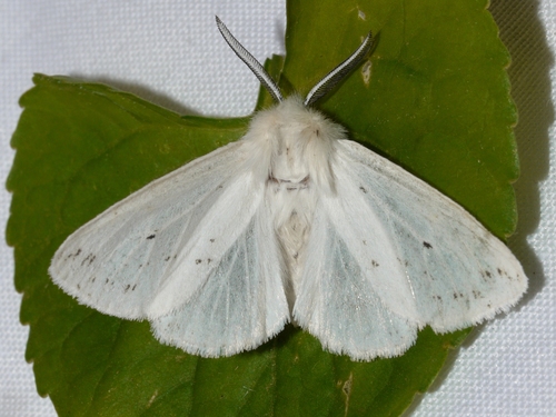 Agreeable Tiger Moth