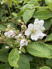Rubus floribundus