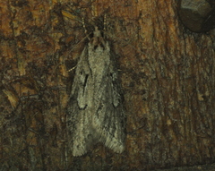 Semioscopis aurorella